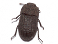Opatrum sabulosum